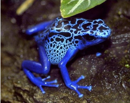 grenouille au dard de poison